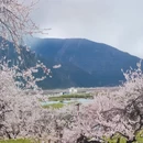 林芝旅游 缩略图 9