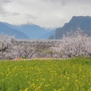林芝旅游 缩略图 12