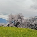 林芝旅游 缩略图 13