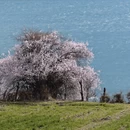 林芝旅游 缩略图 2