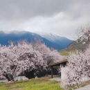 林芝旅游 缩略图 10