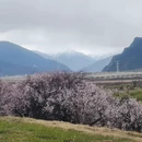 林芝旅游 缩略图 7