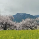 林芝旅游 缩略图 11