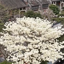 广州旅游 缩略图 14