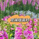 深圳旅游 缩略图 8