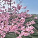龙岩旅游 缩略图 3