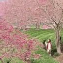 龙岩旅游 缩略图 9