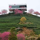 龙岩旅游 缩略图 12