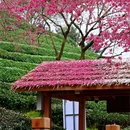 龙岩旅游 缩略图 15