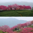 龙岩旅游 缩略图 18
