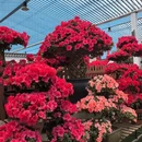 福州旅游 缩略图 5