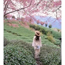 龙岩旅游 缩略图 9