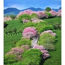 龙岩旅游 缩略图 13