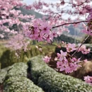 龙岩旅游 缩略图 6