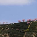 龙岩旅游 缩略图 15