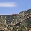 龙岩旅游 缩略图 16