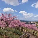 龙岩旅游 缩略图 10