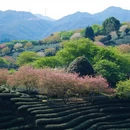 福州旅游 缩略图 10