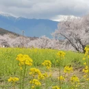 林芝旅游 缩略图 14