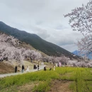 林芝旅游 缩略图 15