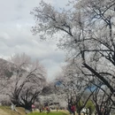 林芝旅游 缩略图 16