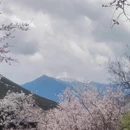 林芝旅游 缩略图 18