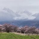 林芝旅游 缩略图 5