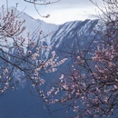 林芝旅游 缩略图 7