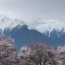 林芝旅游 缩略图 9