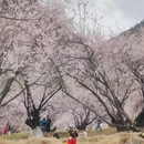林芝旅游 缩略图 17
