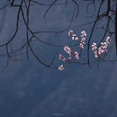 林芝旅游 缩略图 12