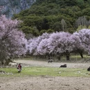 林芝旅游 缩略图 17