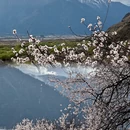 林芝旅游 缩略图 2