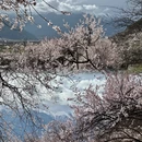 林芝旅游 缩略图 3