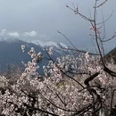 林芝旅游 缩略图 7