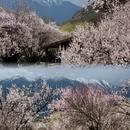 林芝旅游 缩略图 1