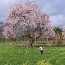 林芝旅游 缩略图 14