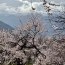 林芝旅游 缩略图 9