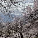 林芝旅游 缩略图 11