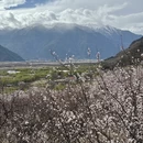 林芝旅游 缩略图 13