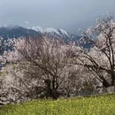 林芝旅游 缩略图 6