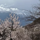 林芝旅游 缩略图 8