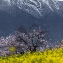 林芝旅游 缩略图 4