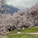 林芝旅游 缩略图 14
