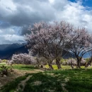 林芝旅游 缩略图 6