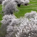 林芝旅游 缩略图 2