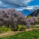 林芝旅游 缩略图 5
