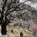 林芝旅游 缩略图 15