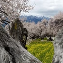 林芝旅游 缩略图 9