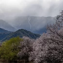 林芝旅游 缩略图 12